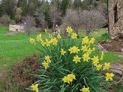 70 Adornate da gialli narcisi